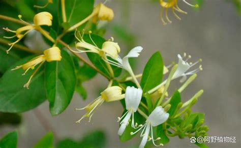 金銀花種植方法|金銀花要怎麼種？金銀花的種植技術介紹